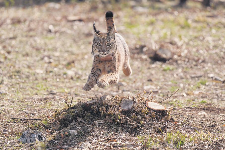 Minister ‘likely to stay’