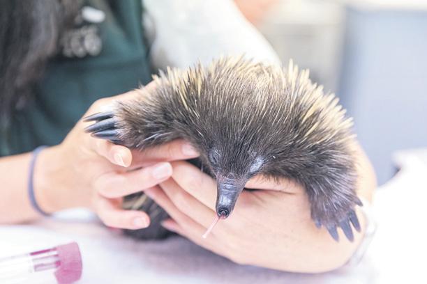 Guess who gave up water to burrow on land?