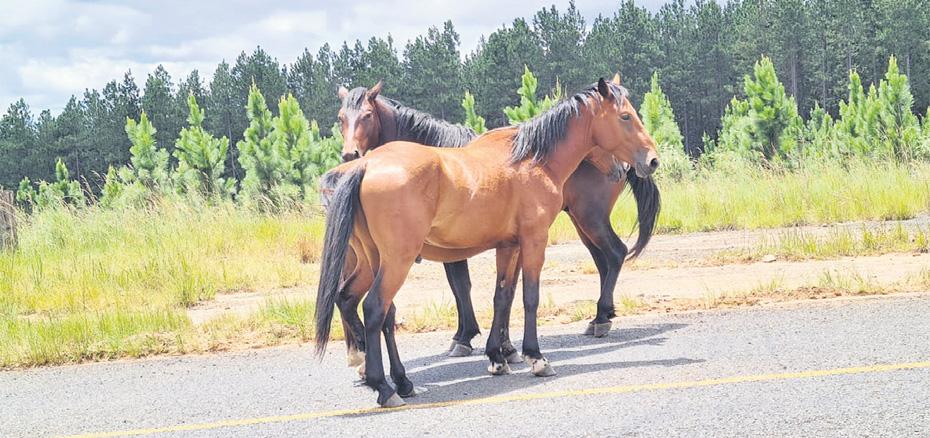 Wild horses dying to be free