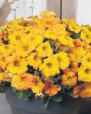 Brilliant flowers for autumn