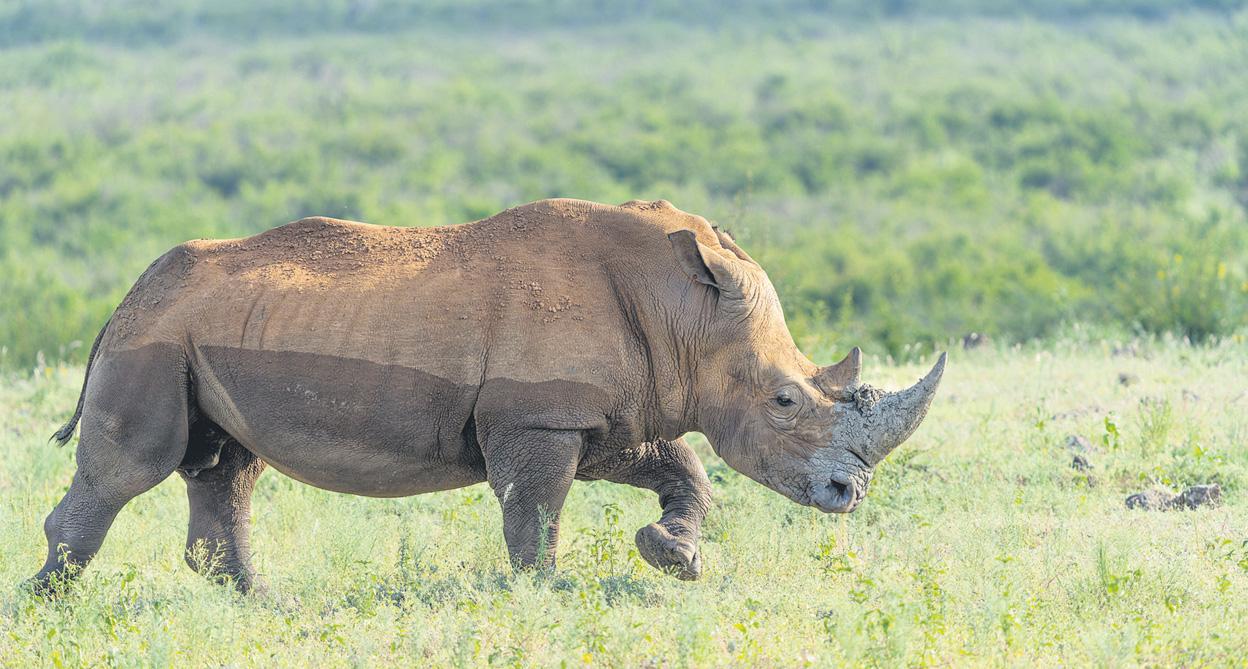 Cyril Must Explain Bill