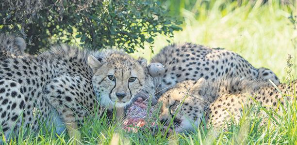Cheetah back in wild with cubs after treatment for broken leg