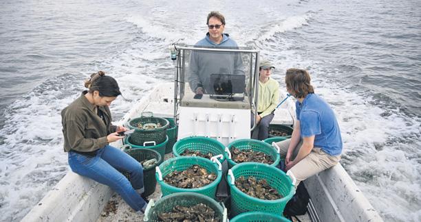 Oysters' unlikely hero to fight environmental degradation