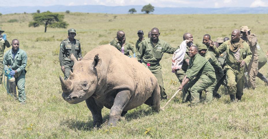 Rhinos are 'worst to move'