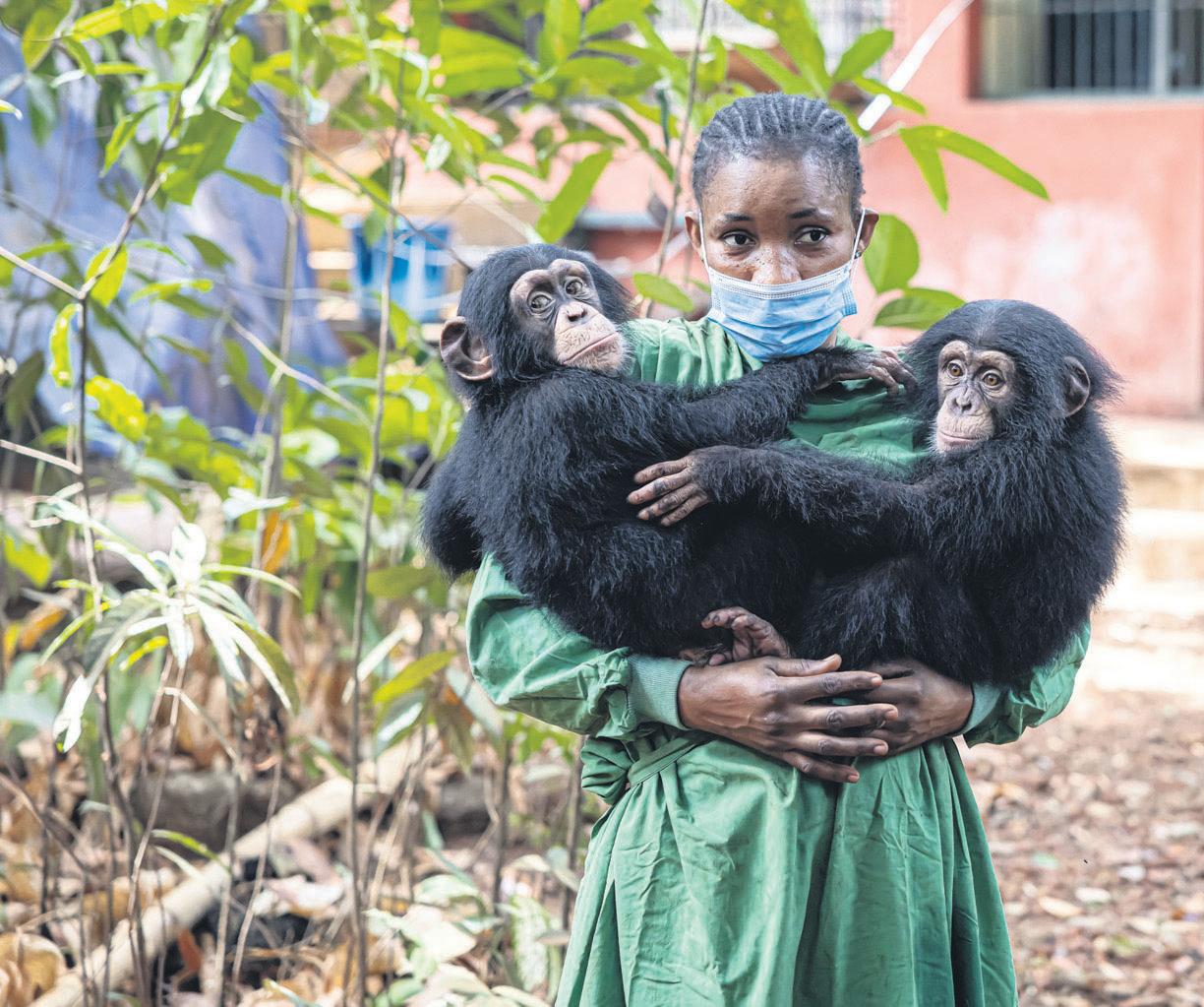 Deforestation threat to chimps