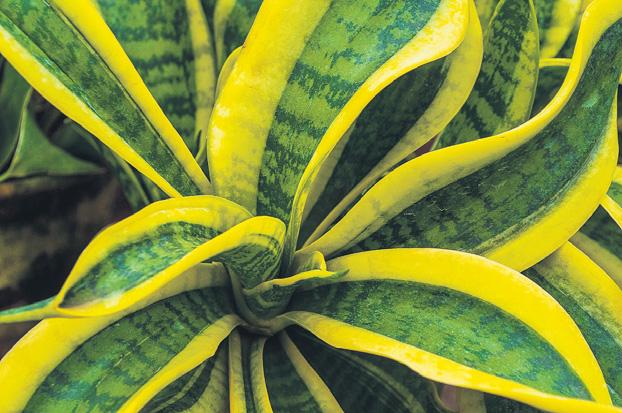 Indoor plants for man cave