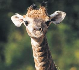 New arrival on World Giraffe Day