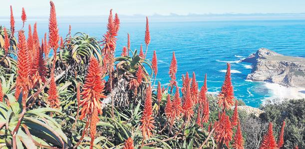 Awesome aloes for winter show
