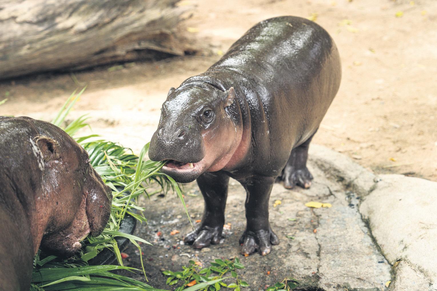 Little 'Bouncy Pork' turns one as her 5m followers wane