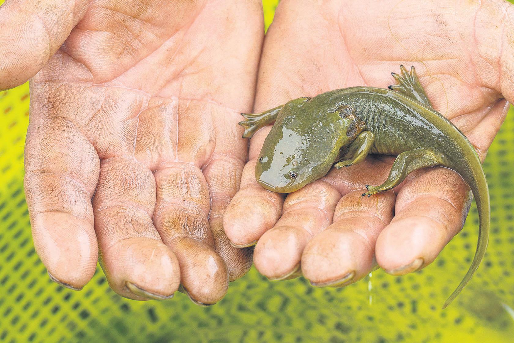 Saving the salamander