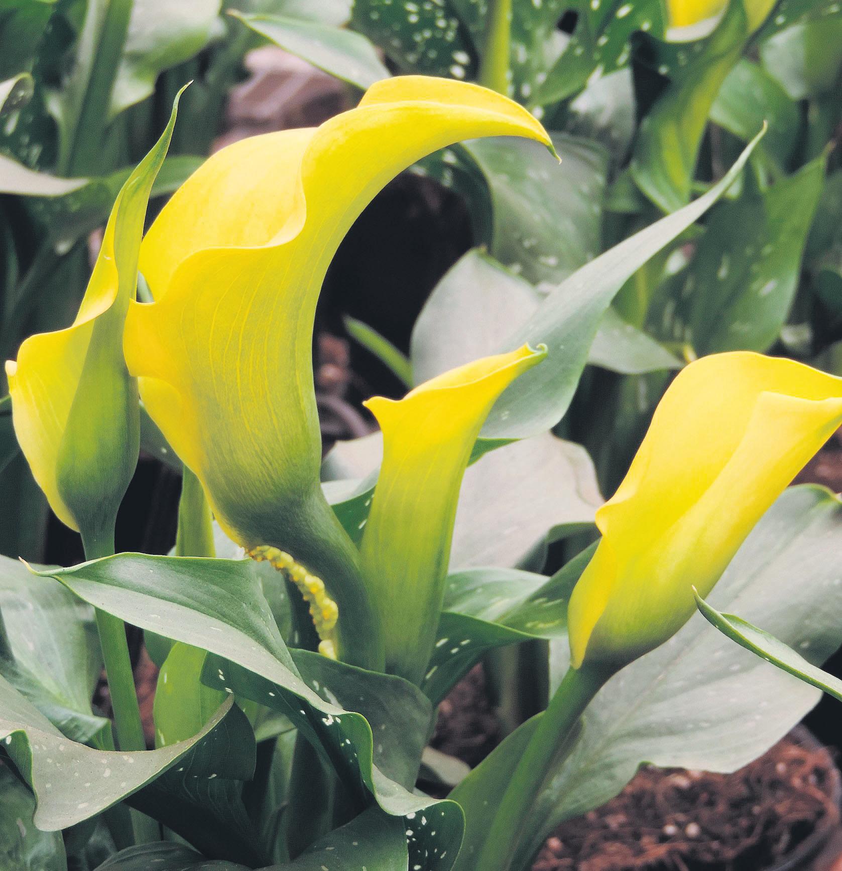 How to enjoy scent of spring