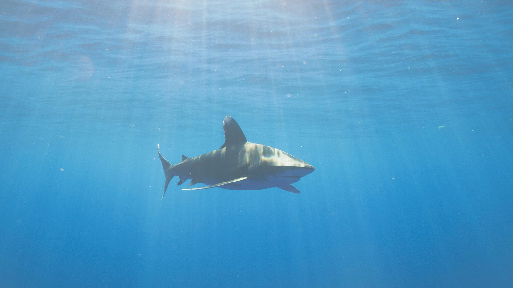 More Bite in National Geographic's Shark-Infested Show