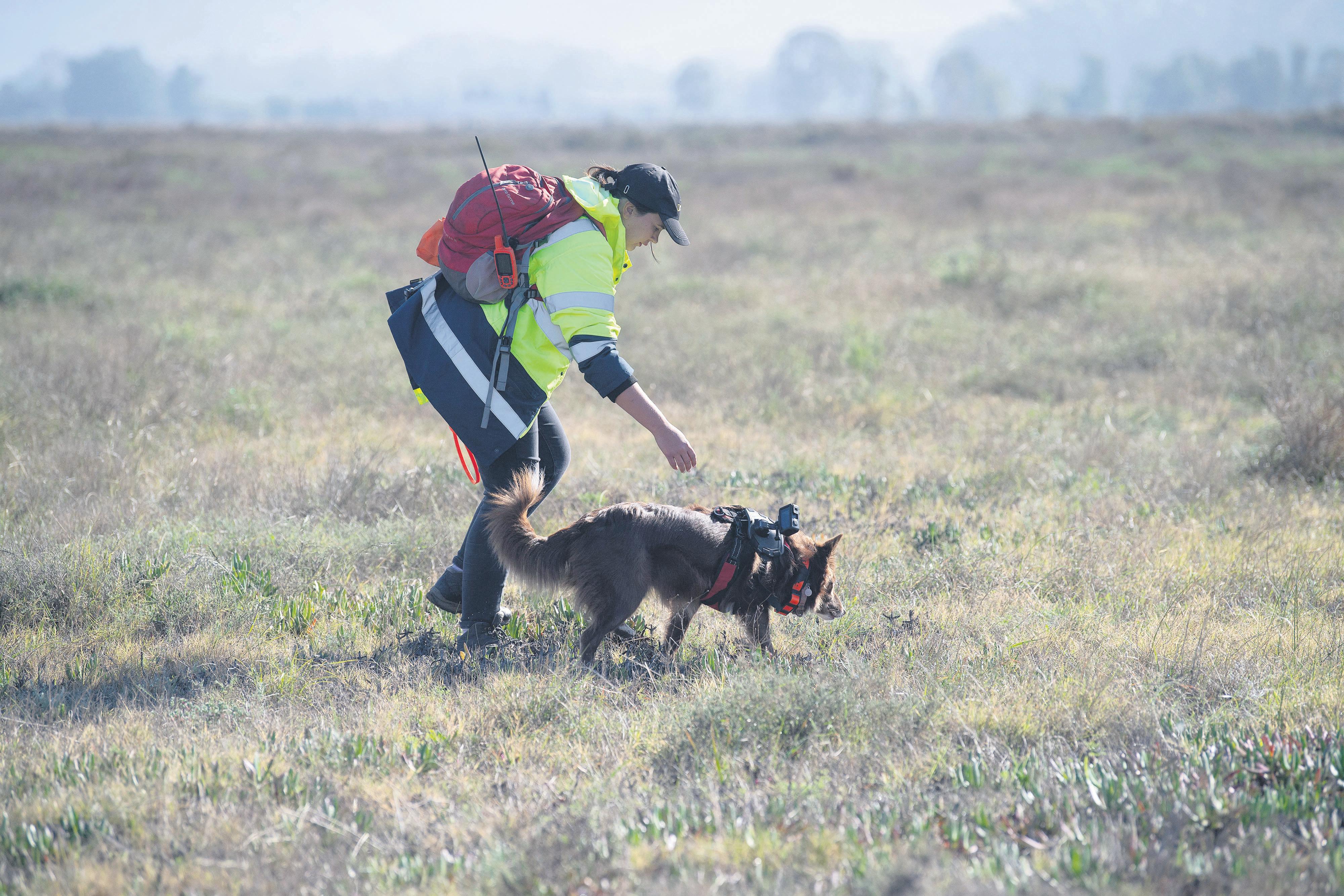 Sniffing out rare tortoises