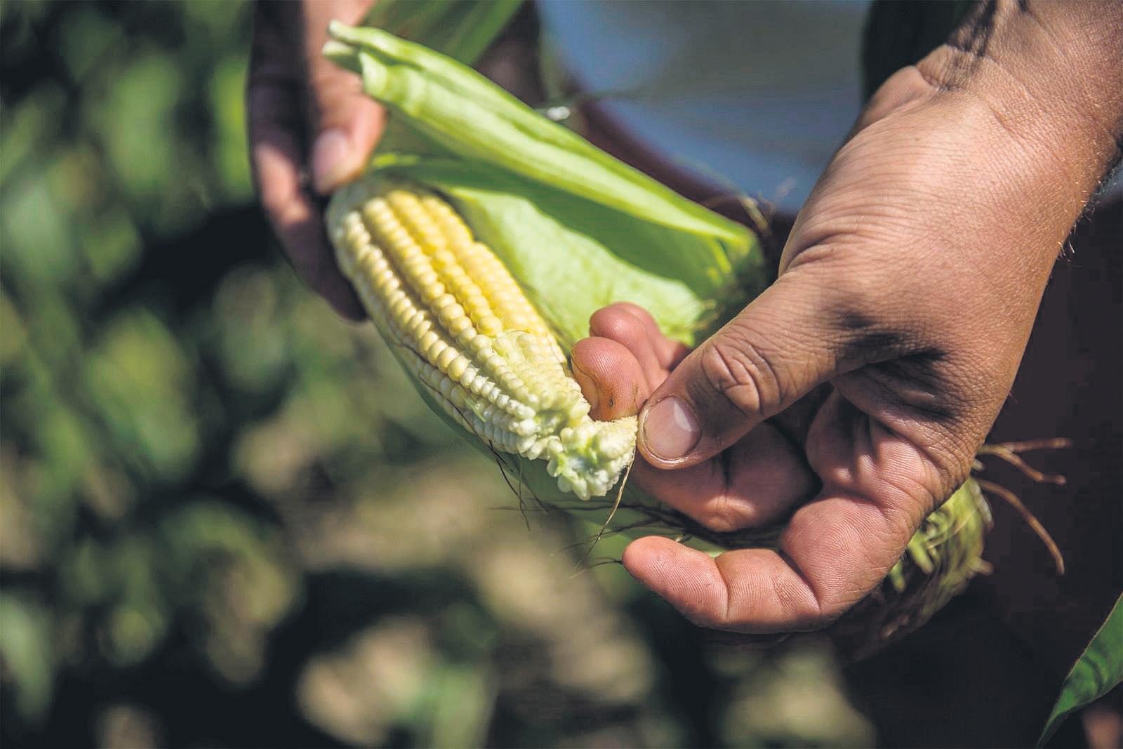 SA Jobless 32.9%; Zim 8%