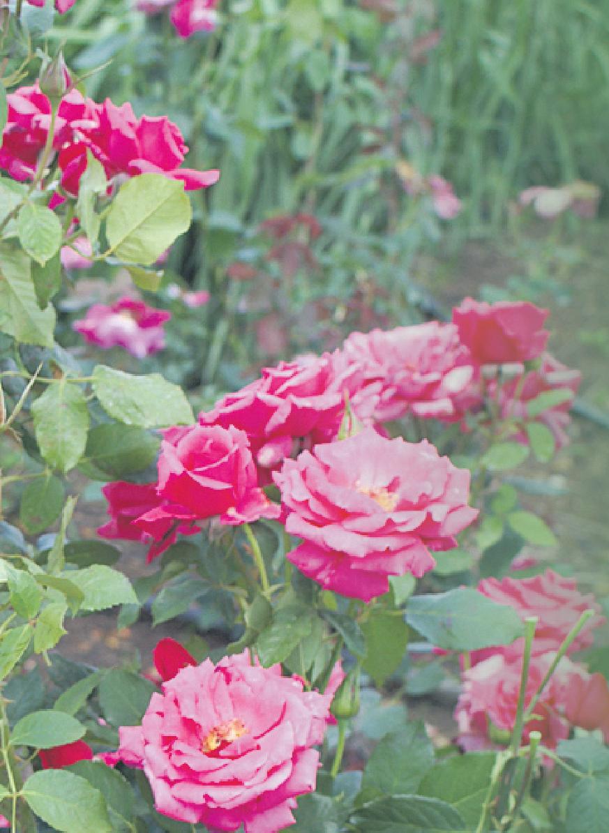It's rose-pruning season