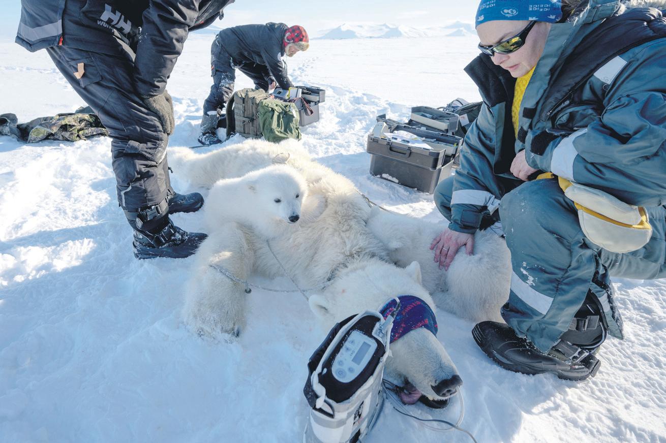 Encounters with polar bears