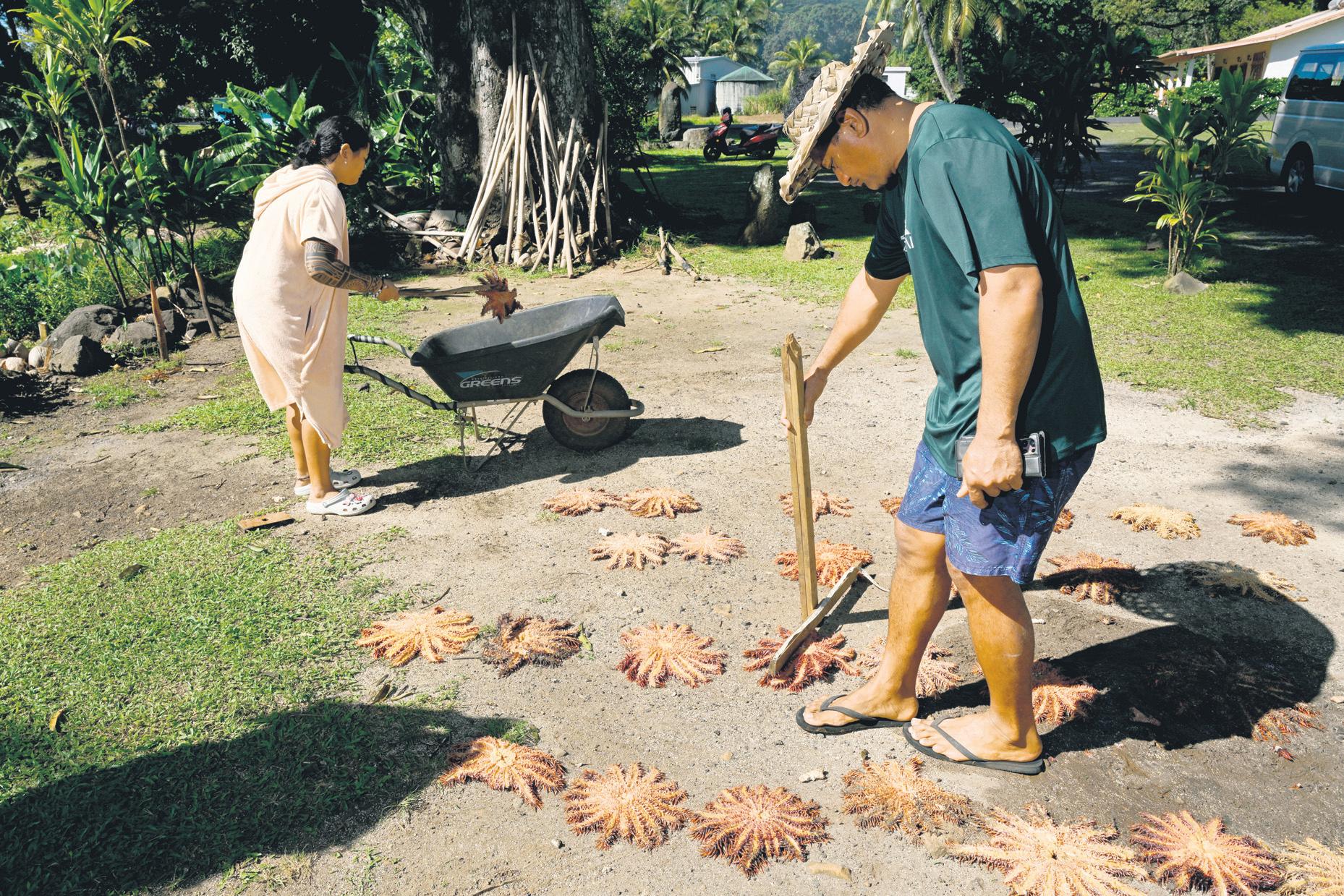 War on hungry starfish