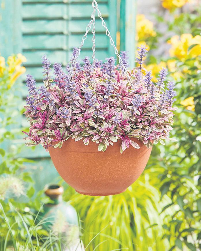 Ground covers' great charm