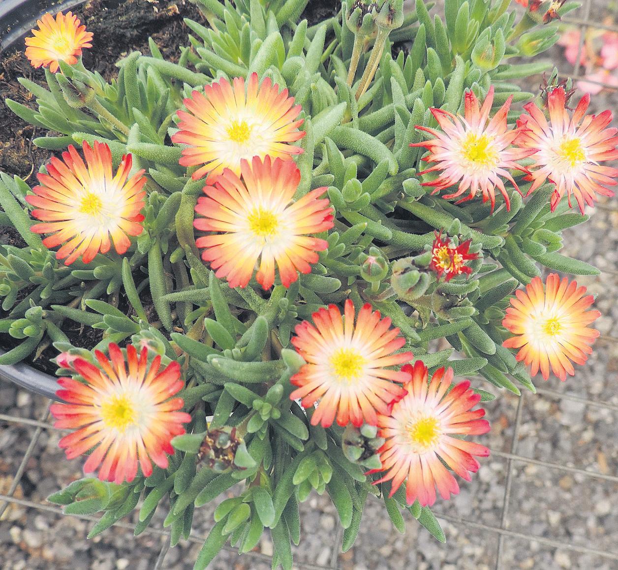 Colourful succulents feast
