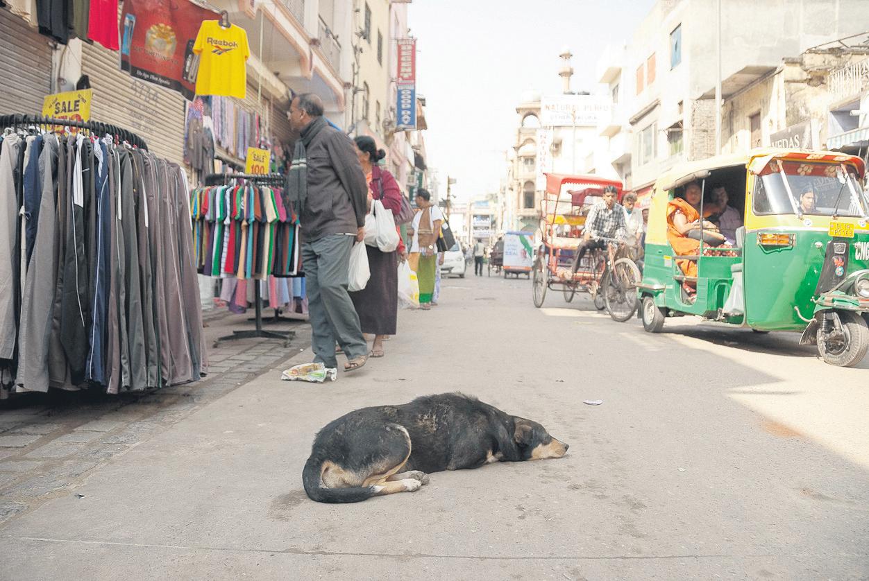 Nearly 60,000 stray dogs off the streets after attacks