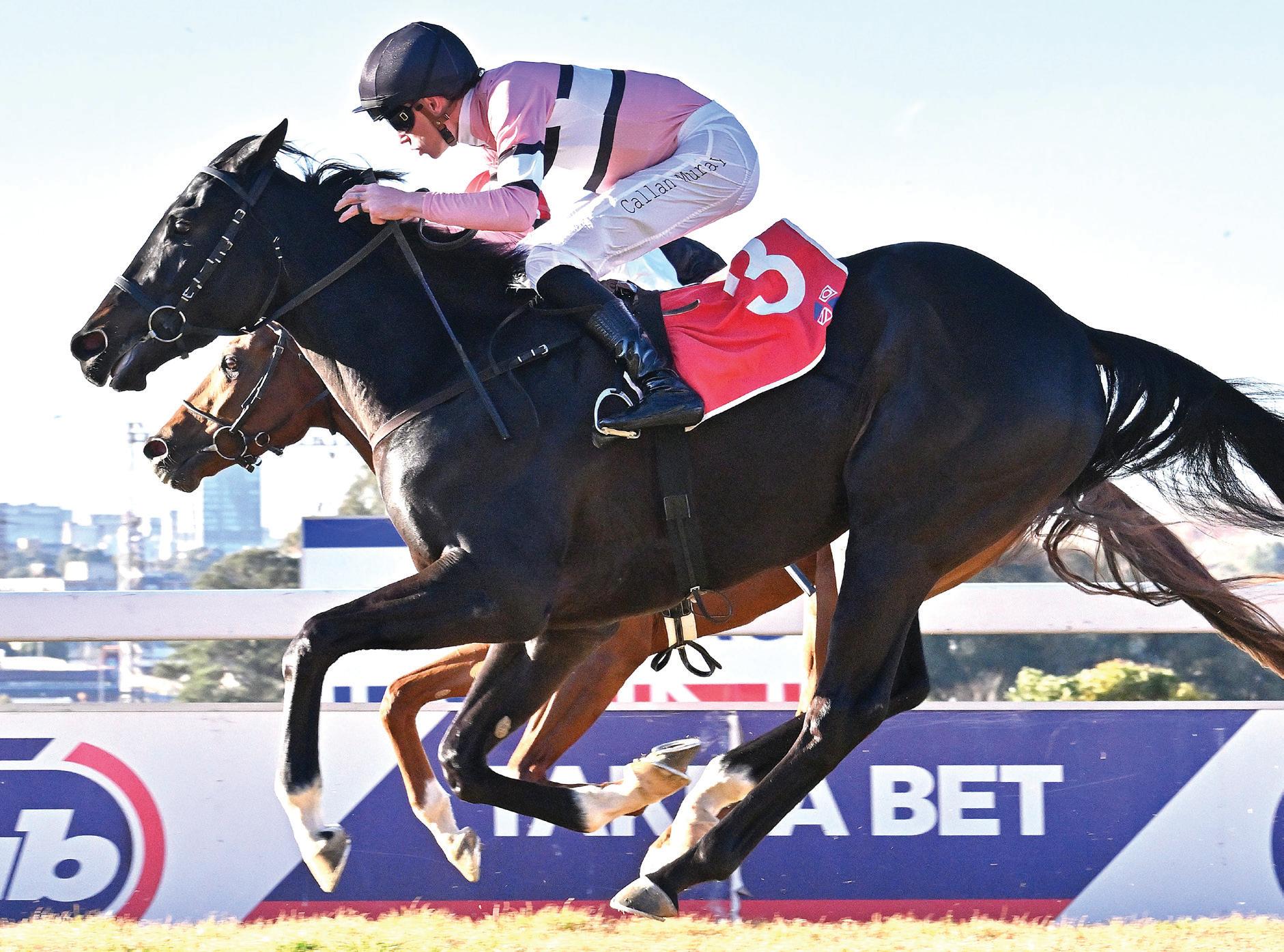 Choisaanada Half-Brother on Sale