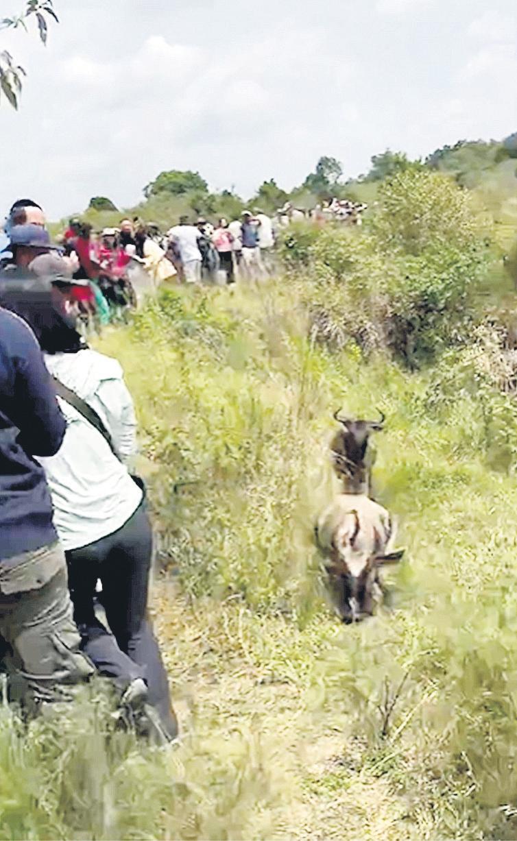 Camera-wielding visitors crowd animals on risky great migration