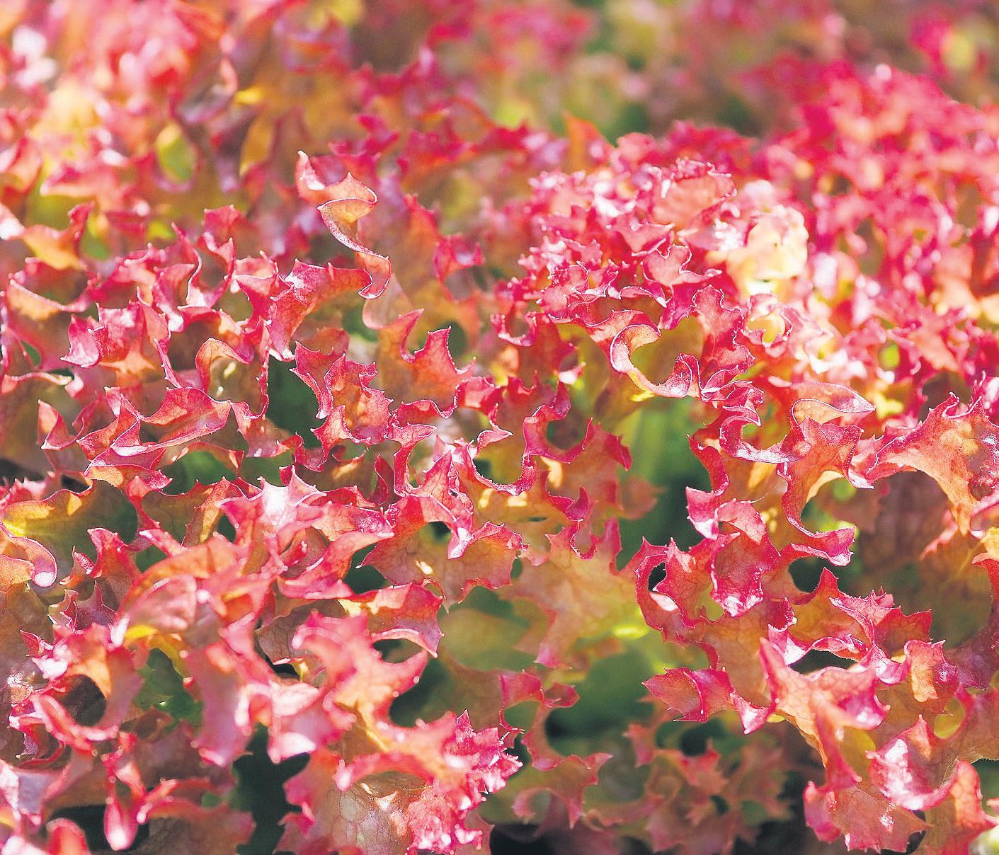 Sow spring salad leaves