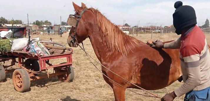 Race day boosts Horse Care Unit
