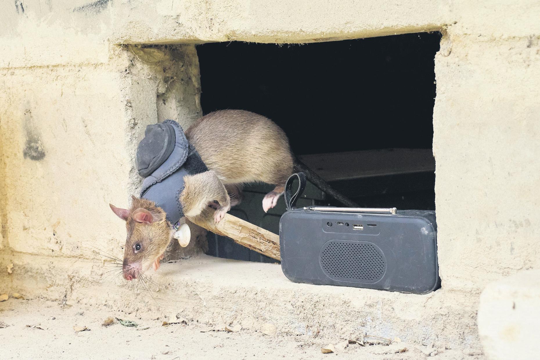 Mines, TB no match for rats