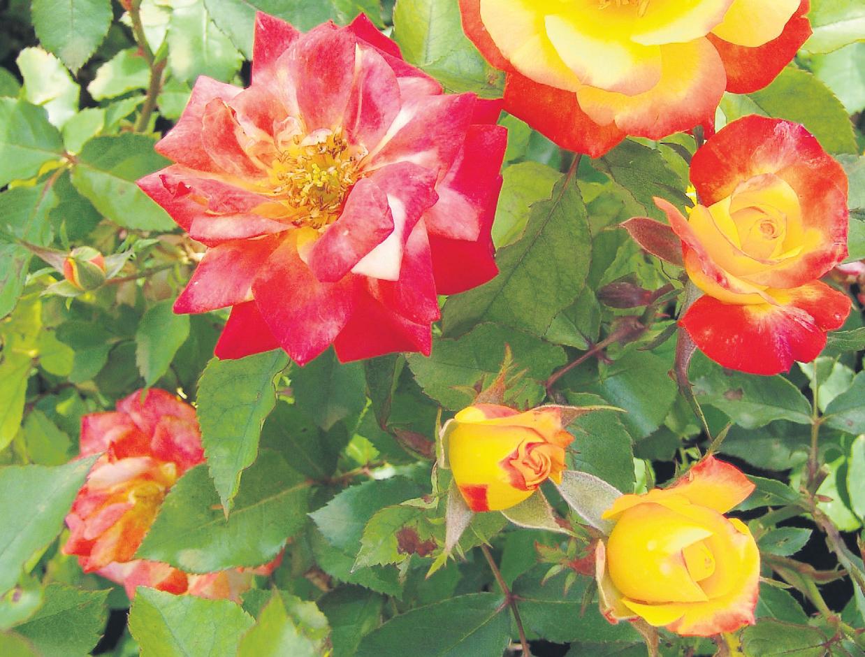 Come workshop about roses