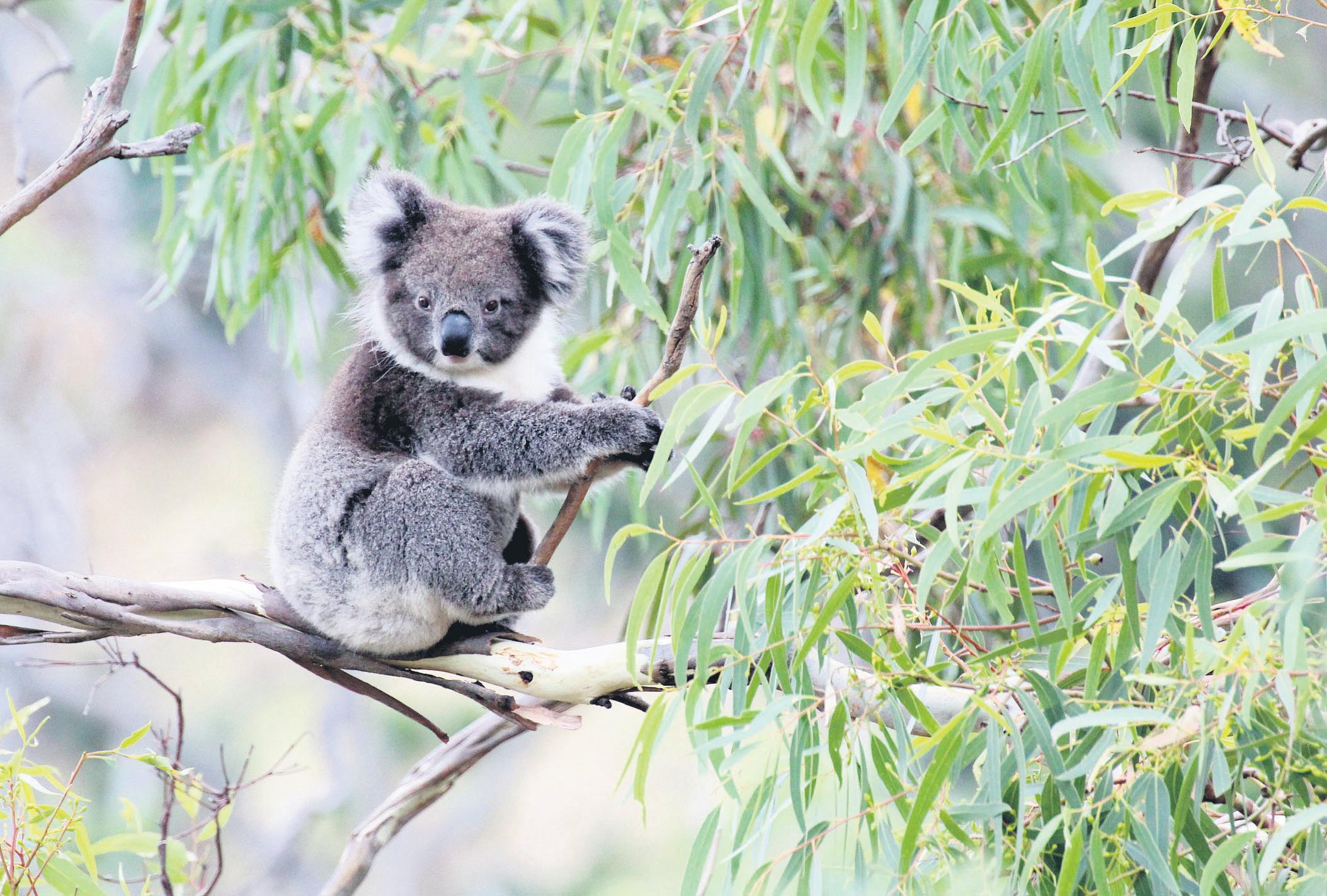 Stop logging and save koalas