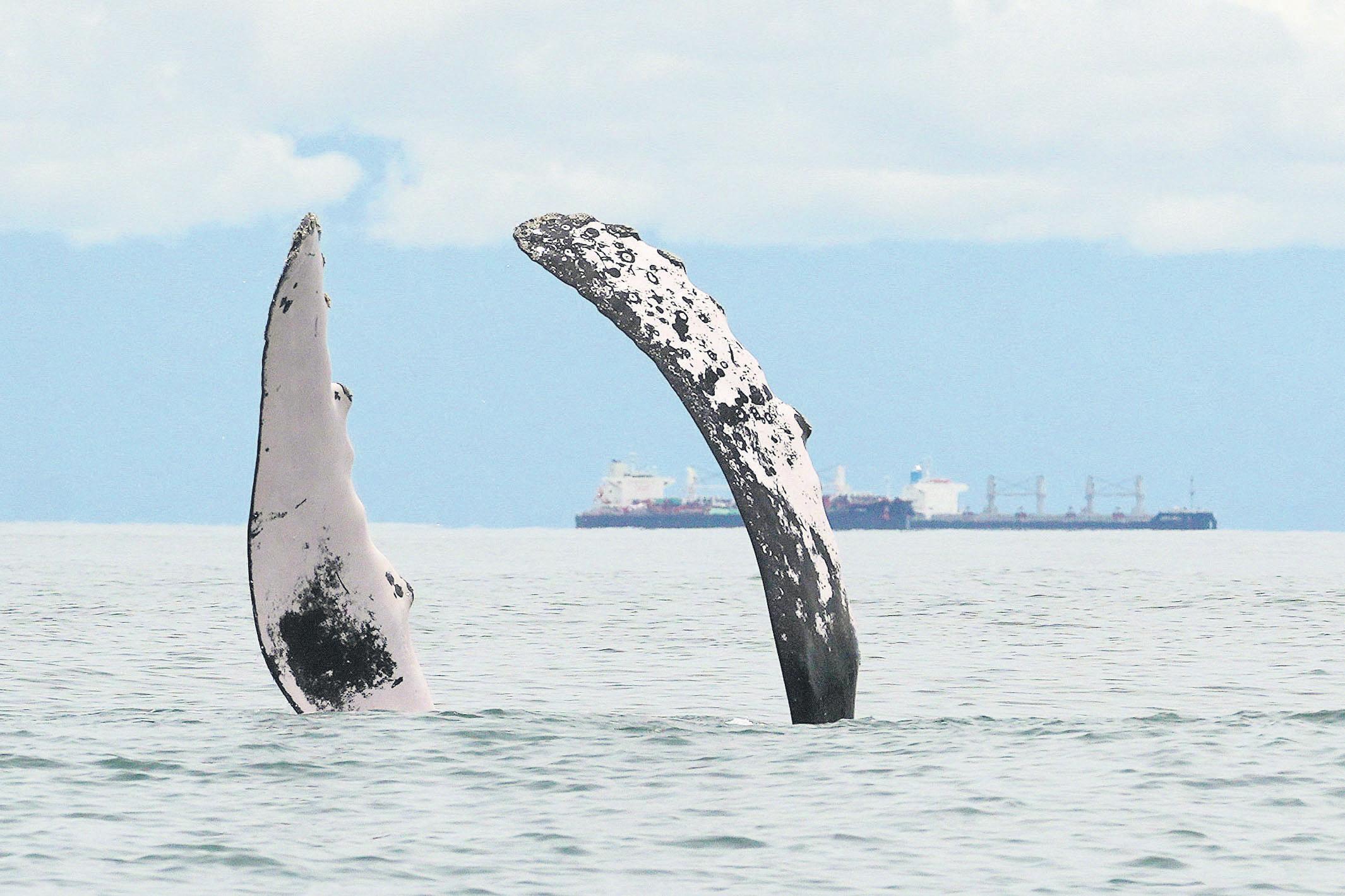 I like Trump, but won't give up my nukes – Kim