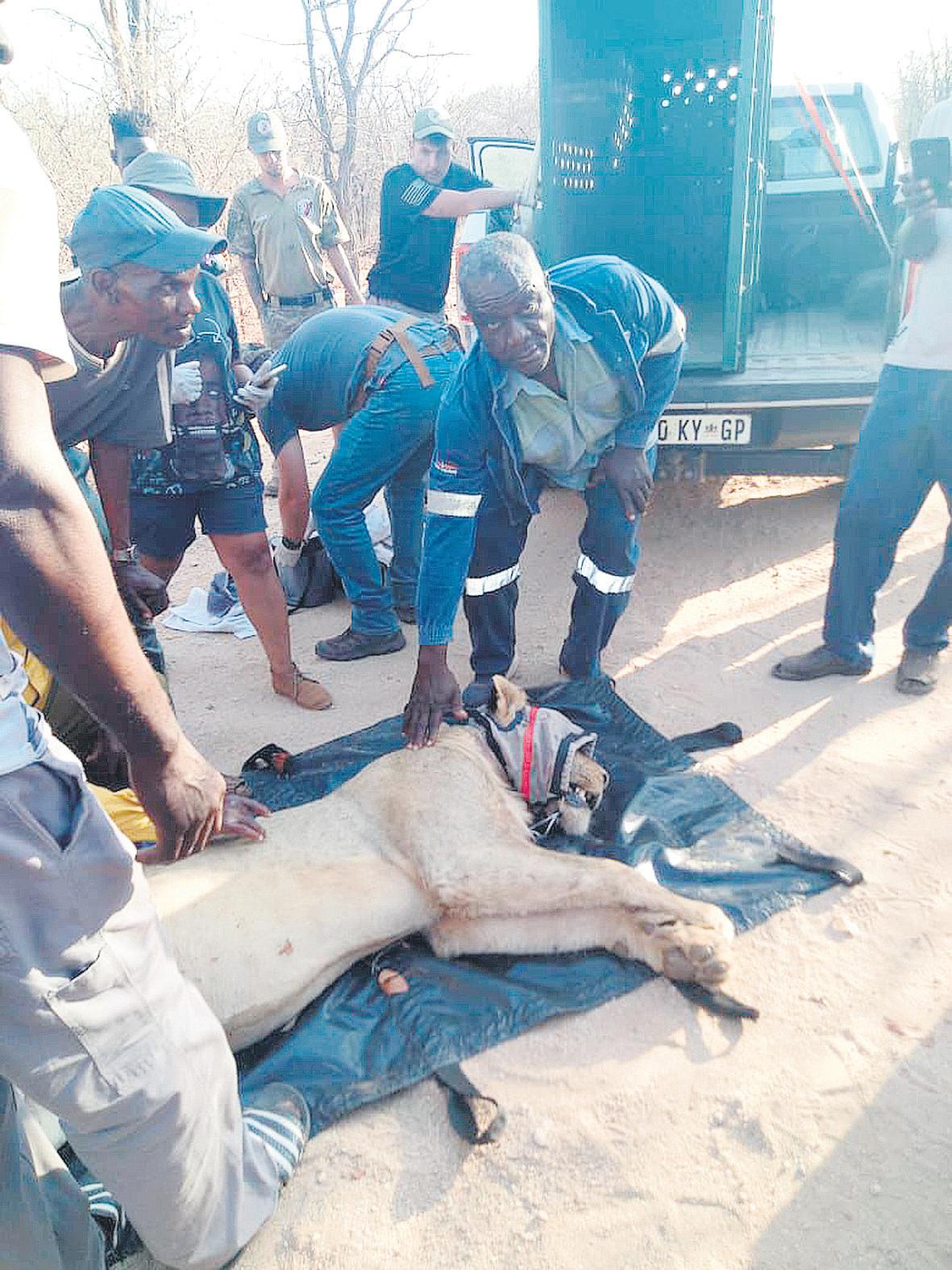 Escaped lion successfully captured, relocated to Kruger Park