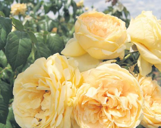 Search for a rose that fits Rosafari