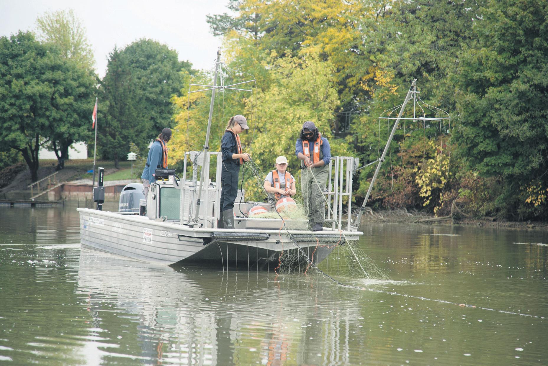 Carp threat unites nations