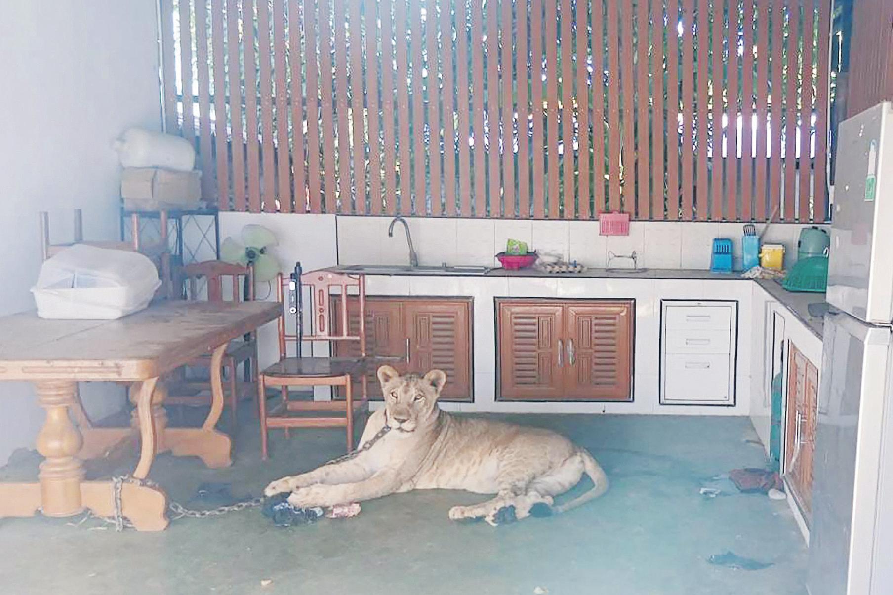 Thai boy in hospital after vicious mauling by escaped pet lion