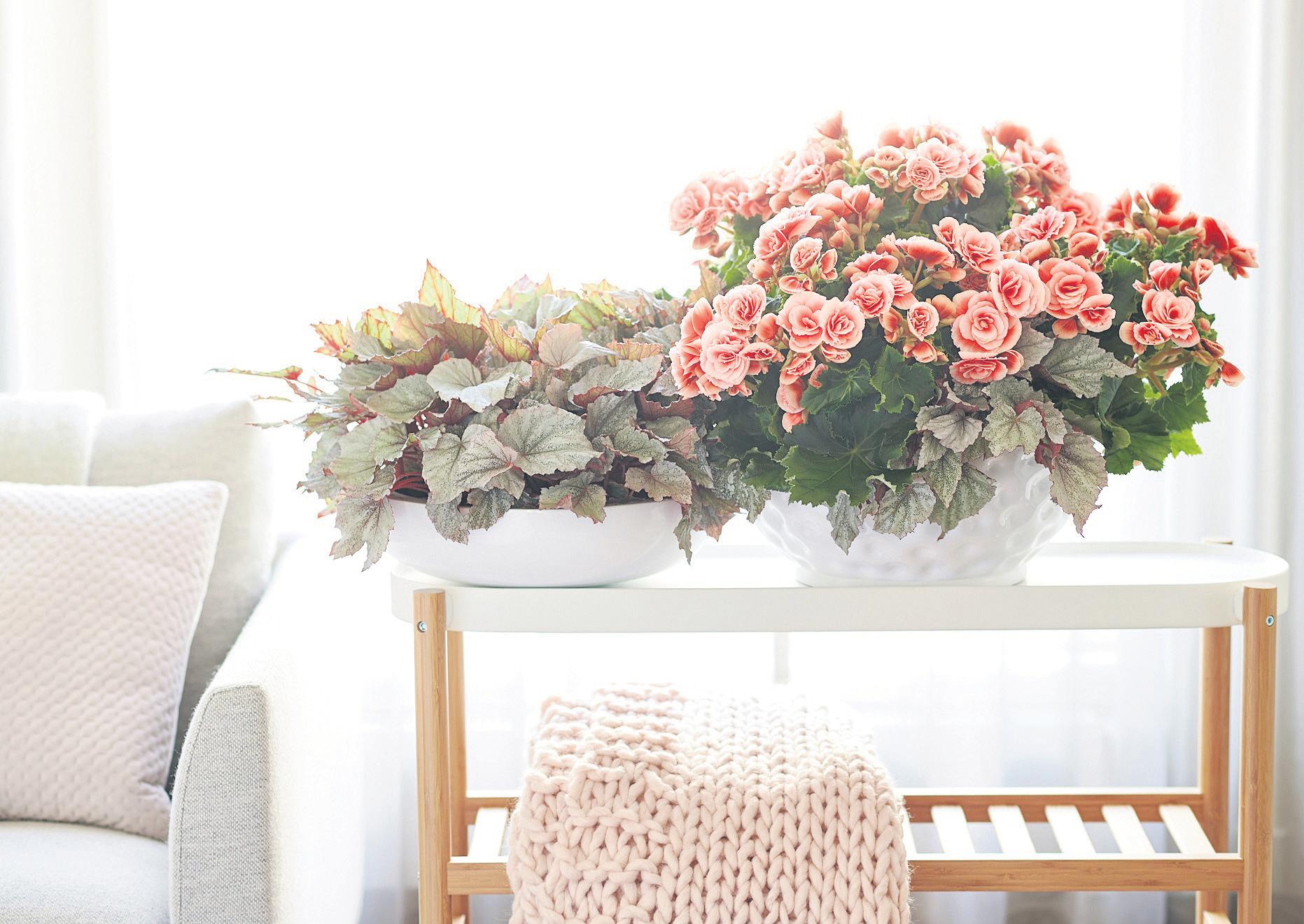 Summer perfect for begonias