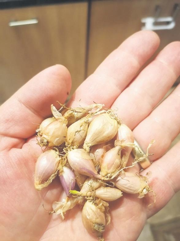 Ancient foods for the future