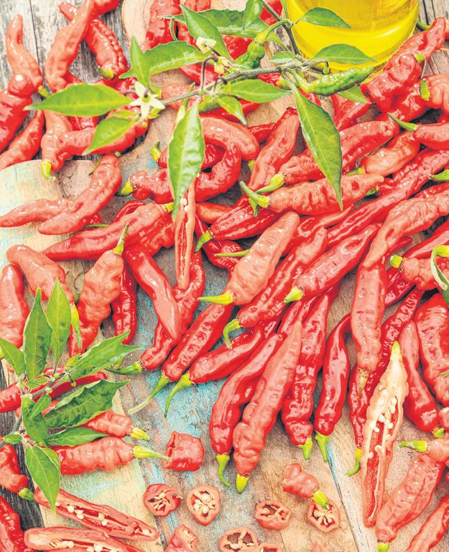 Chillies not for the faint-hearted