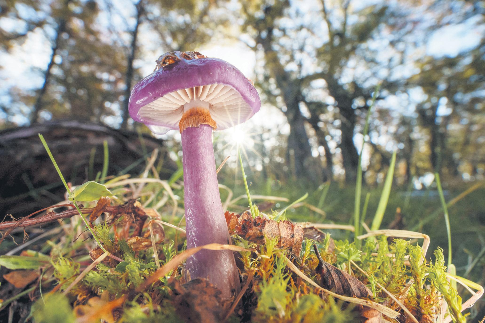 Hidden power of soil