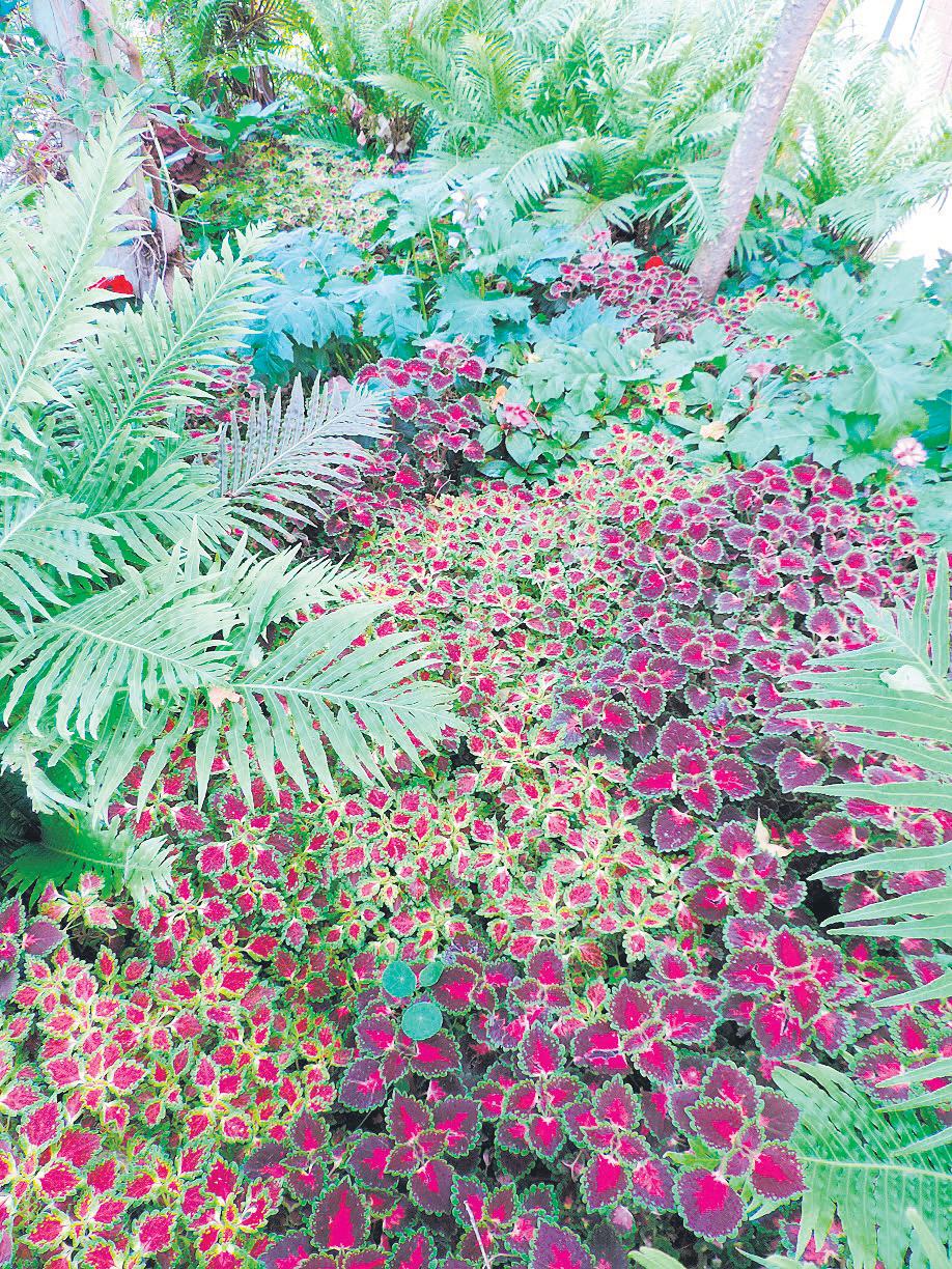 Fabulous foliage for shade