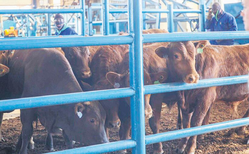 Foot-and-mouth disease hits home