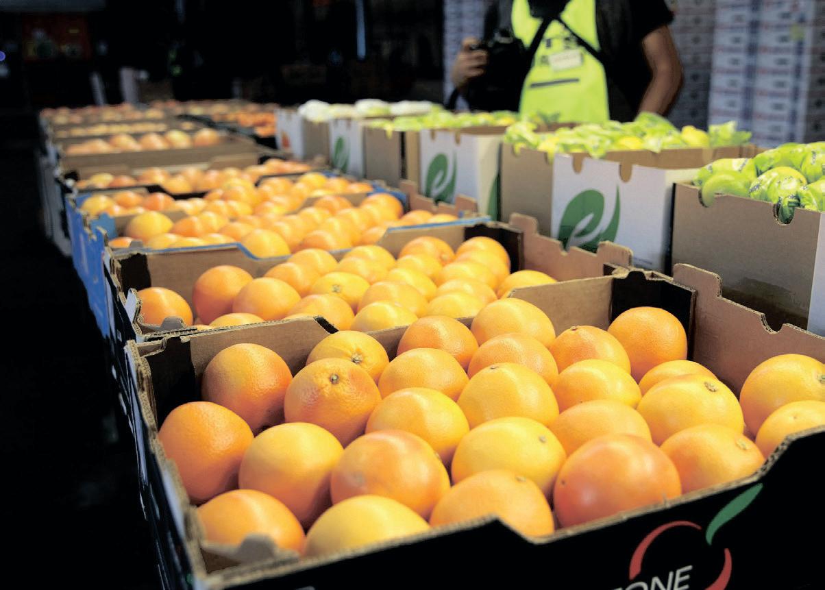 South African citrus growers project fluctuations in export figures for 2025