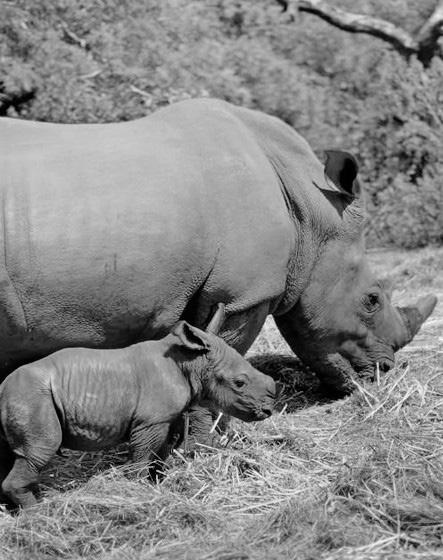 Success as two calves born at CARE for wild rhino sanctuary