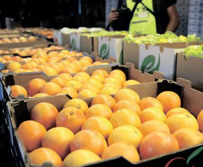 South Africa aims to expand agriculture exports in wake of US tariff threats