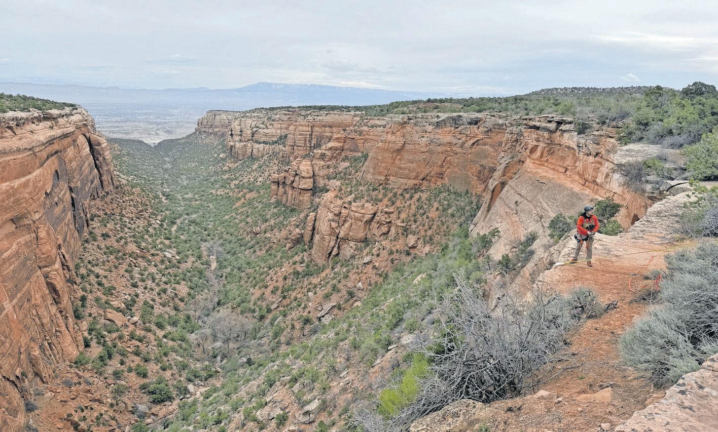 Dramatic rescue as dog bolts from car and falls over cliff