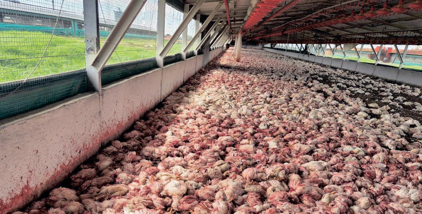 Daybreak Foods seeks PIC approval for business rescue as financial crisis escalates
