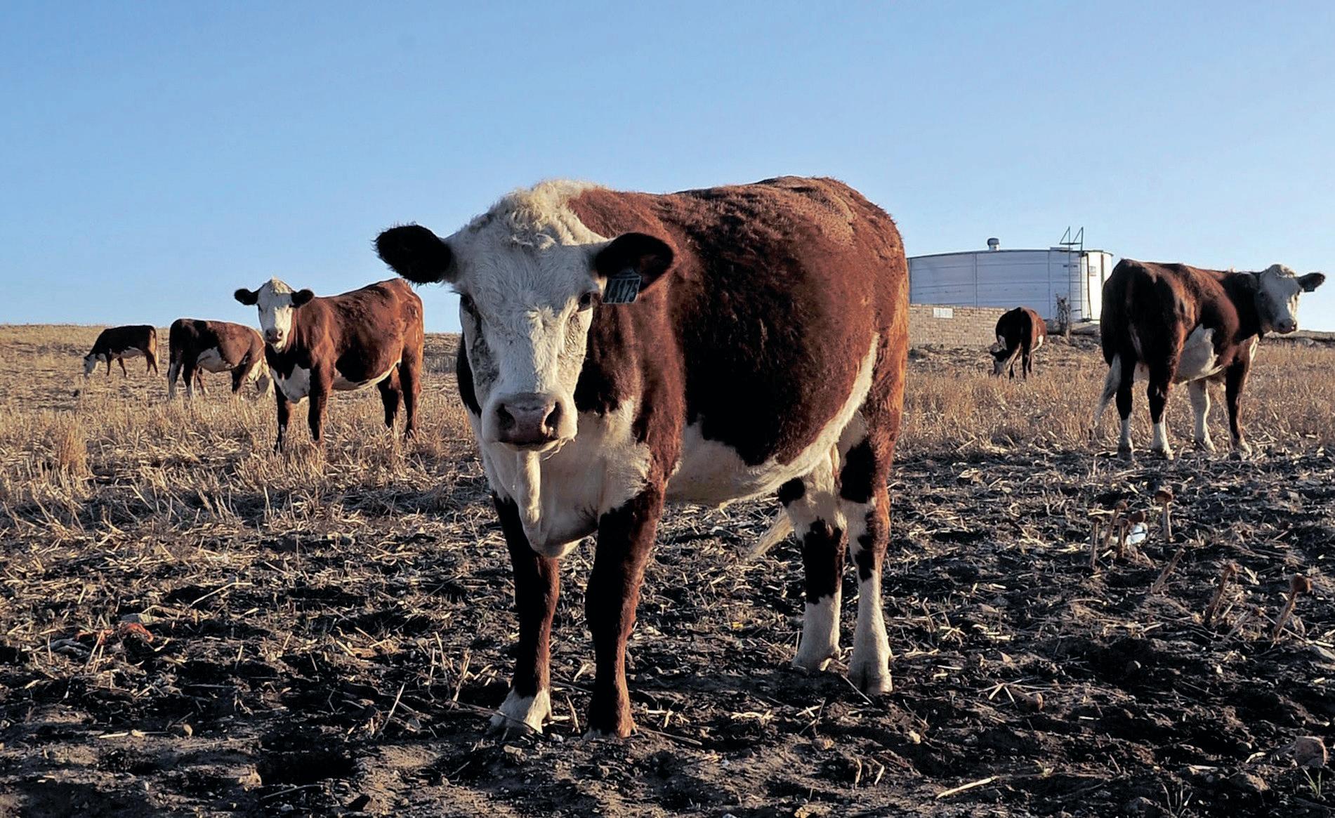 Outbreak of Foot and Mouth Disease spreads from KZN to Mpumalanga and Gauteng