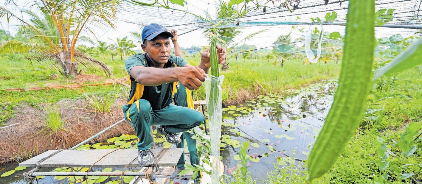 Pilot project helping to reclaim Sri Lankan farms