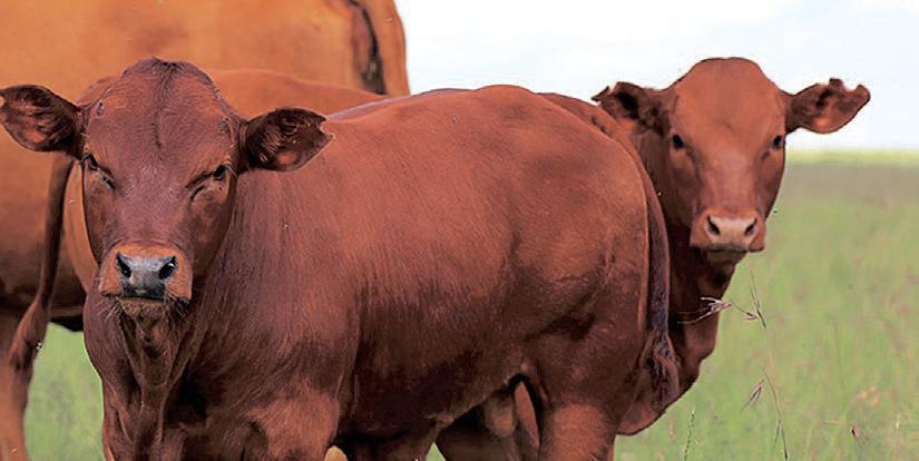 KZN livestock farmers urge disaster declaration amid Foot and Mouth Disease outbreak